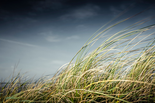 Marram grass against blue sky with clouds. Taken with blurred motion on a sunny and windy day in autumn. Borkum, East Frisian Islands, Lower Saxony, Germany