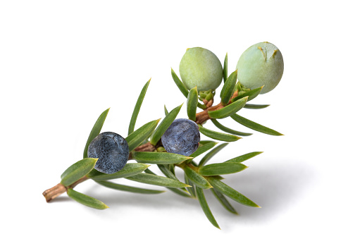 Juniper branch with green and blue berries isolated on white