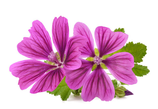 istock Mallow plant with flowers 1463481042