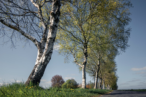 Birch trees at a country road under blue sky in springtime. Low angle view. Crildumersiel, Friesland, Lower Saxony, Germany