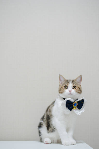 istock scottish cat clothing with bell and neckless with copy space background 1463481644
