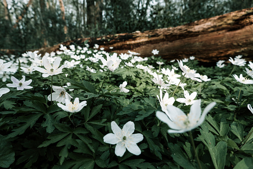 Wood anemones, Anemone nemorosa, in woodland in springtime. Close-up from low angle view. Selective focus. Neuenburg, Friesland, Lower Saxony, Germany