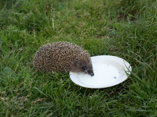 istock Domestic hedgehog, handmade young hedgehog for a walk 1463482897