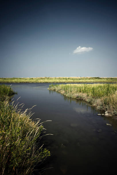 Tidal pool in the Langwarder Groden on a sunny summer day. Wattenmeer National Park, Butjadingen, Lower Saxony, Germany