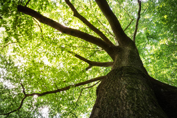 istock Treetop and trunk of a beech tree 1463483796