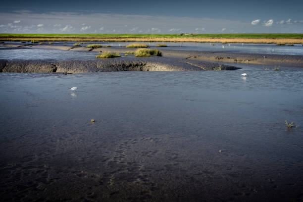Wadden Sea with tidal pool in the Langwarder Groden on a sunny day in autumn. Wattenmeer National Park, Butjadingen, Lower Saxony, Germany