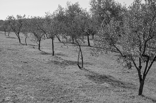Rows of saplings of olive trees. Winter, Italy