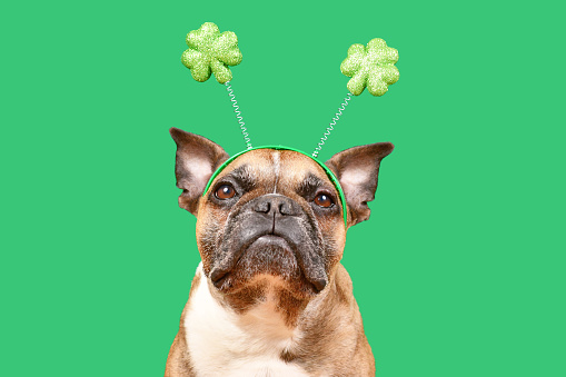 French Bulldog dog wearing St. Patricks Day shamrock costume headband on green background