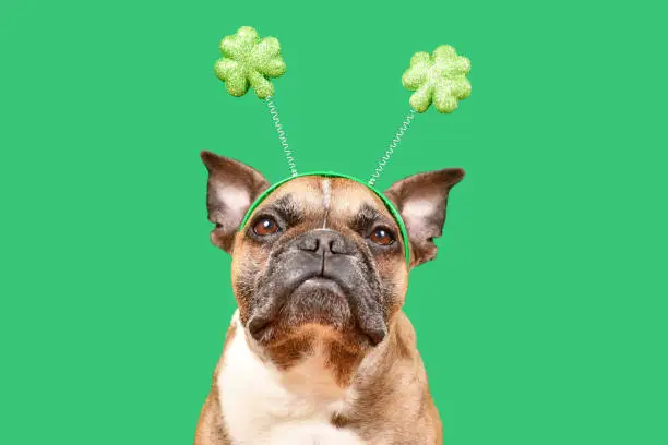 Photo of French Bulldog dog wearing St. Patricks Day shamrock costume headband