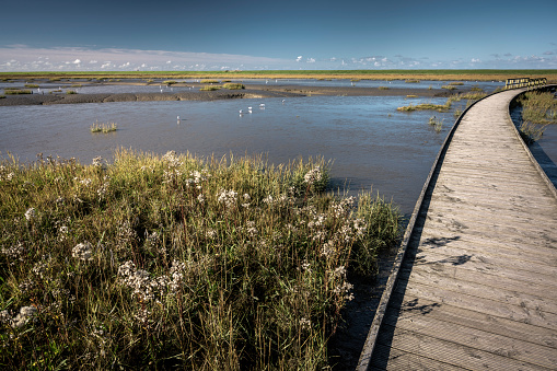 Boardwalk in the wadden sea at the Langwarder Groden on a sunny day in autumn. Wattenmeer National Park, Butjadingen, Lower Saxony, Germany