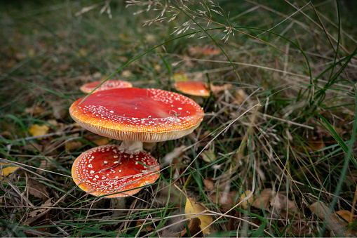 Close-up of fly agaric mushroom and foliage. Cuxhaven, Lower Saxony, Germany