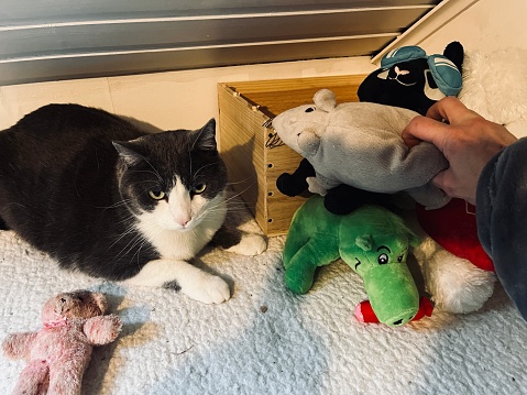 Cat watching his owner keeping his toys in the toy’s box