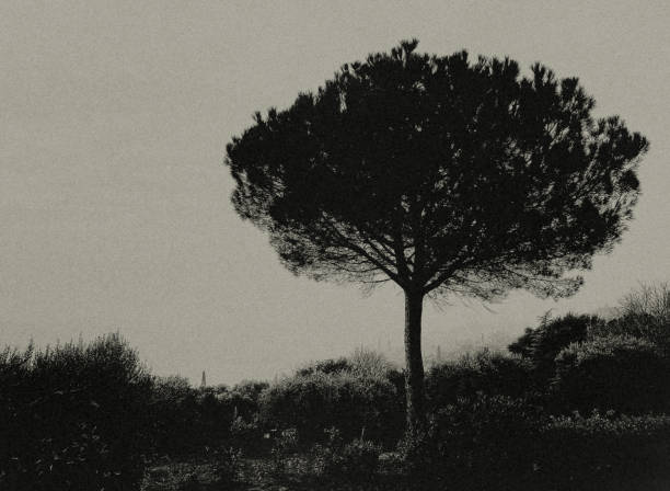 View of a single pine tree over Verona.