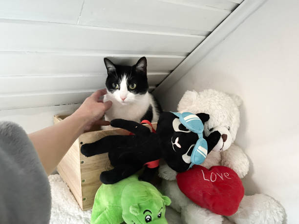 Cat watching his owner keeping toys around it box