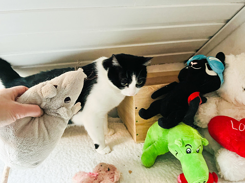 Cat relaxing with dolls toys