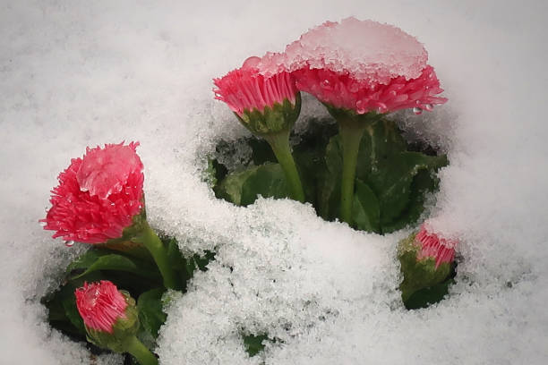 Valentine's Day - Pink Primrosos In Snow