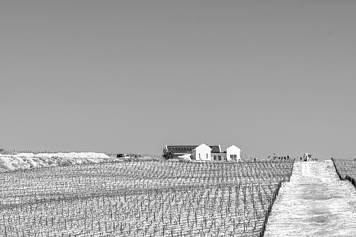Hermanus, South Africa - Sep 20, 2022: Farm buildings and wineyards at Benguela Cove Wine Estate near Hermanus in the Western Cape Province. Monochrome