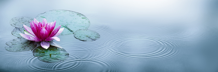 Beautiful lotus flower on the water in a park close-up.