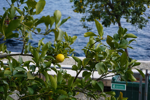 Lemon trees with yellow lemons on the branches. Lemon trees on the background of orange rescue circles on the ship. Lemon trees with lemons on the background of a steamer.