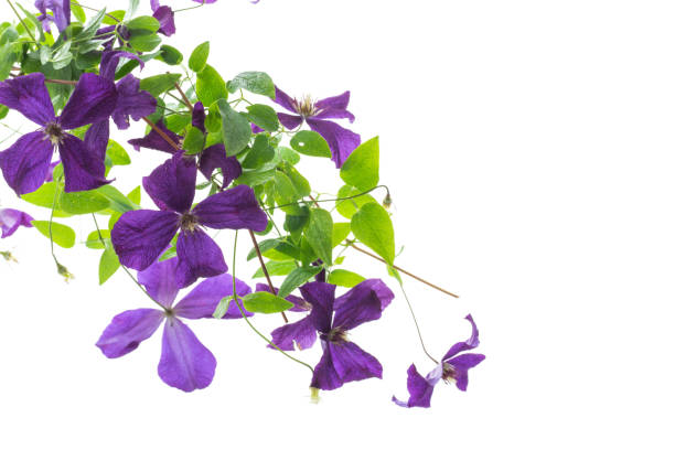 istock beautiful blooming clematis on a white background 1463489658