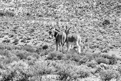 A landscape, with donkeys, on the historic Postal Route between Fraserburg and Sutherland in the Northern Cape Karoo. Monochrome