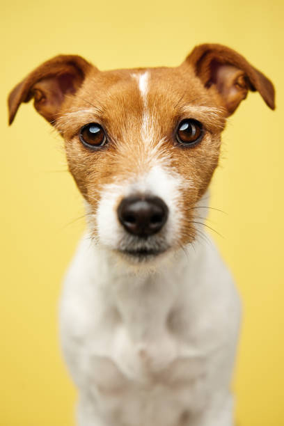 istock Jack russell terrier dog on yellow background. Funny pet 1463492039