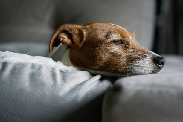 istock Cute dog sleeping on sofa, close up portrait 1463492057
