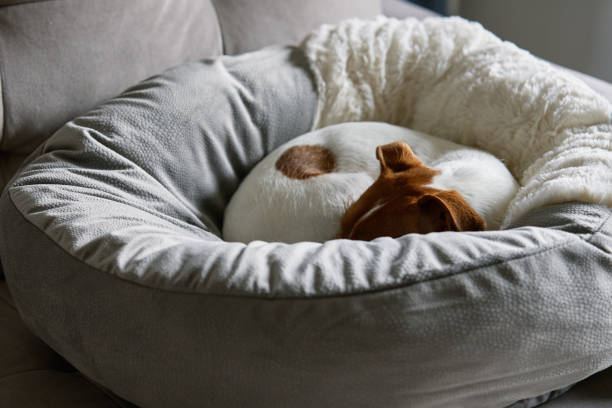 Cute dog sleeping in his bed