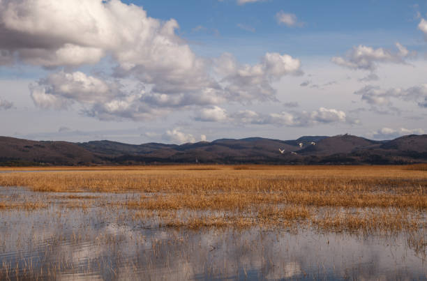 auf wiedersehen schwäne - lake cerknica stock-fotos und bilder