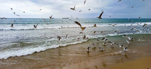 istock the beach of annaba algeria 1463493820