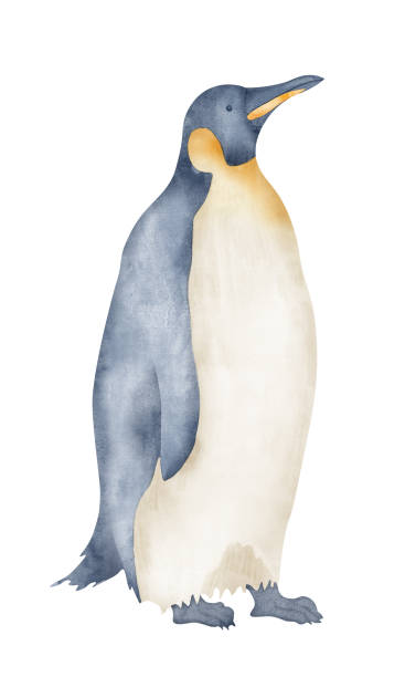 istock Watercolor Emperor Penguins. Hand drawn illustration isolated on white background. Drawing of Antarctic animal in pastel colors. Sketch of polar bird. Sketch for logo or icon. North character 1463494022