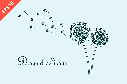 Hand drawn dandelion with flying seeds, dandelions design vector flat modern isolated illustration