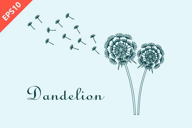 Vector illustration of Hand drawn dandelion with flying seeds, dandelions design vector flat isolated illustration