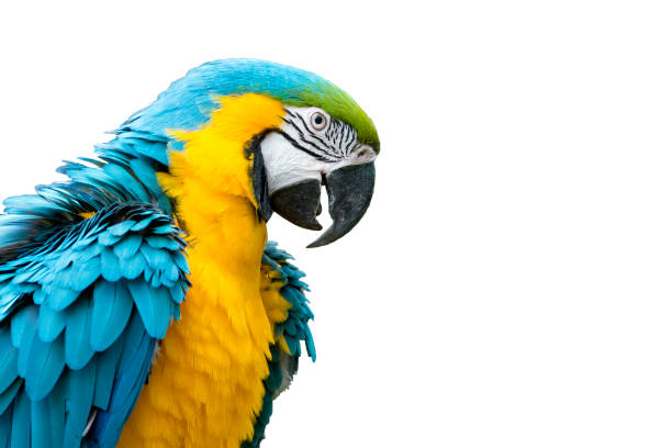 istock Blue-and-yellow macaw isolated 1463495907