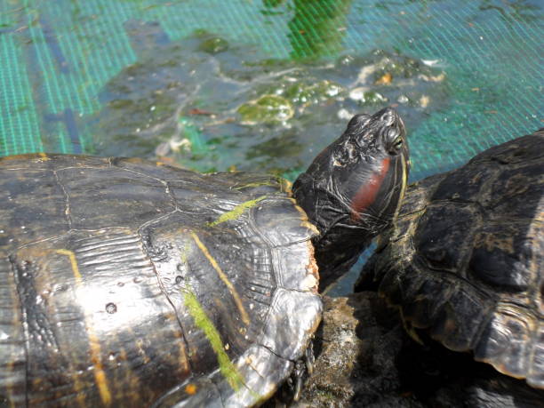 istock Turtles in the water 1463495913
