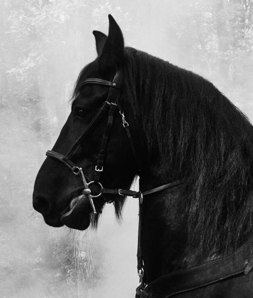 istock Black RoyaL Horse 1463497850