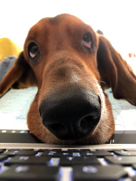 istock Oscar the Basset 1463498001