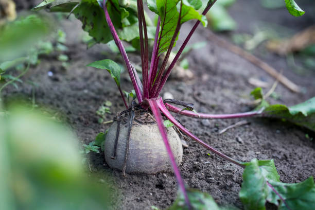 istock Fresh beetroot vegetable in the garden, organic farming 1463498024