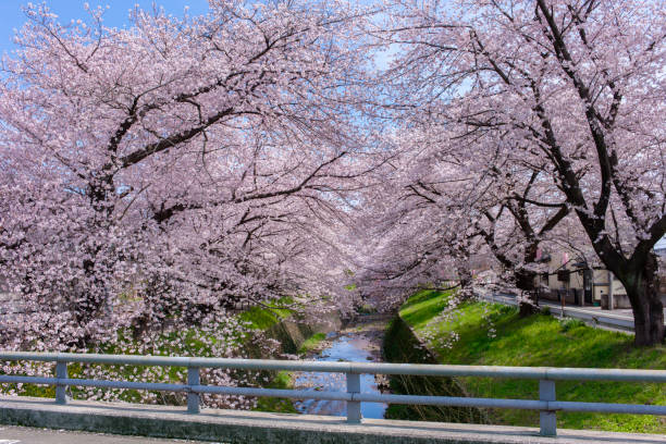 istock Cherry Blossom Trees and Bridge along the river 1463499736