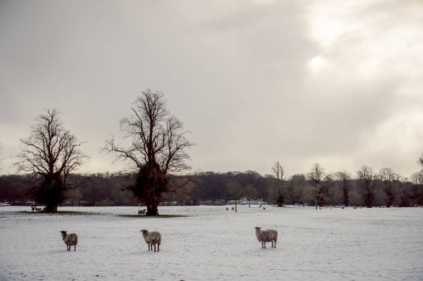 istock Sheep in snowy parkland setting 1463499901