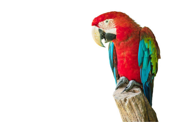 istock Scarlet Macaw Bird on branch 1463502279