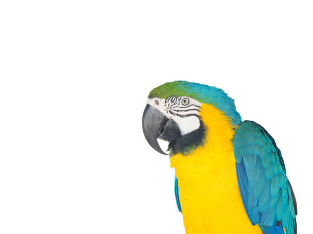 istock Blue macaw isolated on branch 2 1463502314