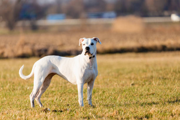 young dogo argentino in the field with beauty sun young dogo argentino in the field with beauty sun dogo argentino stock pictures, royalty-free photos & images
