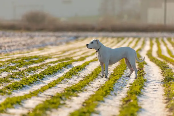 Photo of young dogo argentino in the field with beauty sun