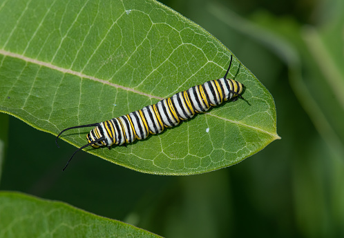 The beautiful striped caterpillar of the now endangered Monarch butterfly on a Wisconsin milkweed plant.