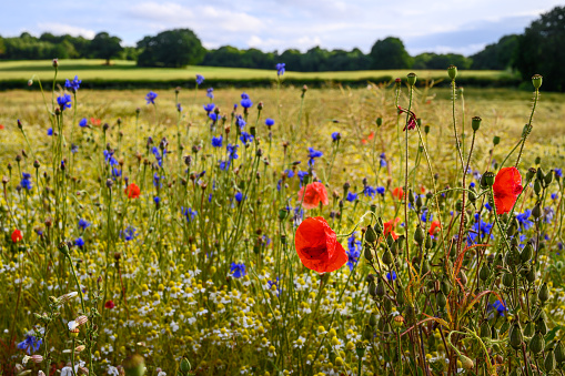 Poppies in a field of wildflowers near West Wickham in Kent, UK. Pretty scene in the English countryside with poppies, cornflowers and daisies