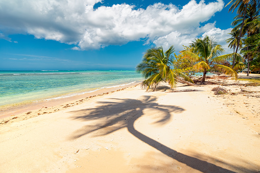 Sunny tropical Caribbean Island Tobago. Coconut palm trees, white sand beach, sunshine and turquise water. Travel destination.