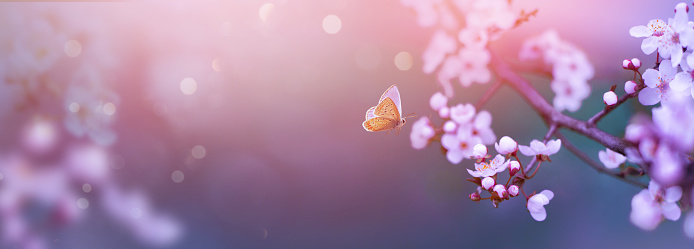 Art blurred nature Spring blossom background. Nature scene with blooming tree Spring flowers and flying butterfly. Beautiful orchard