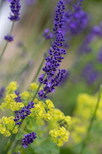 Lavender bloom in the summer garden