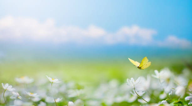 istock Art Beautiful blurred spring background nature with blooming glade, butterfly and blue sky on a sunny day 1463527475